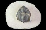 Metacanthina Trilobite - Lghaft, Morocco #74702-5